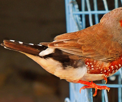 Our  Zebra Finch