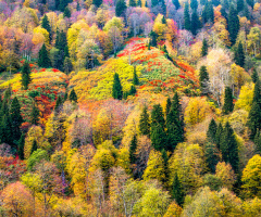 Autumn in Karagöl.BORÇKA.