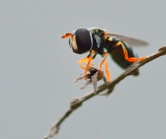 Small flies