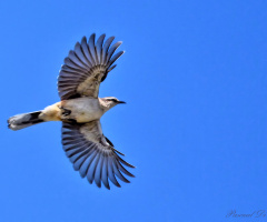 Wings of freedom