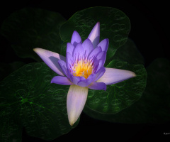 Lotus