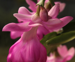 Christmas cactus