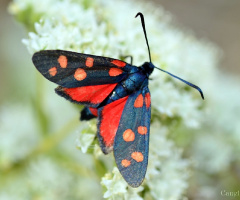 Altı benekli güve (Zygaena filipendulae)