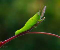 Green Grasshopper