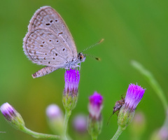 Mini Butterfly