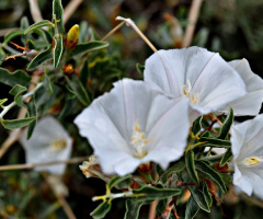 Wild White fairies....