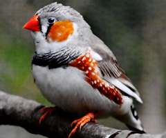 Zeebra Finch