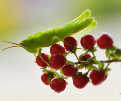 Green Grasshopper