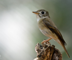 brown chested flycatcher