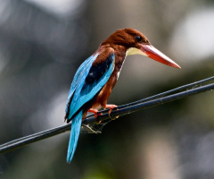 white throat kingfisher