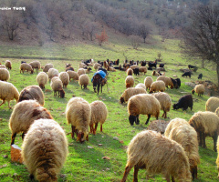 Kadifenin Kuzuları