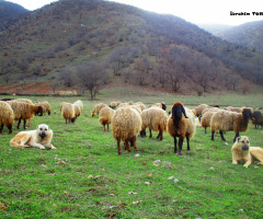 Köy Hayatı