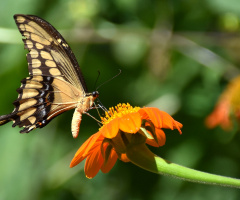 Heraclides cresphontes