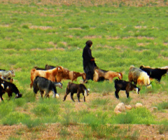 a Baloch Sheepherder