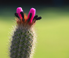 Cactus flowers