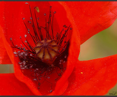 Gelincik - Poppy flower