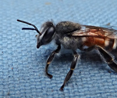 A Bee