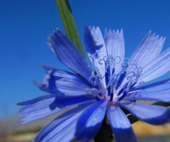 Flowers 2