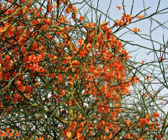 'Kalair' Capparis dessidua