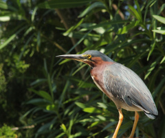 Green Heron