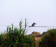 Kingfisher.......2