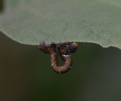 caterpillar