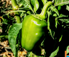 سبز مرچ = Green-bell  pepper