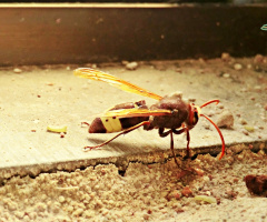 Cornered and Angry Hornet