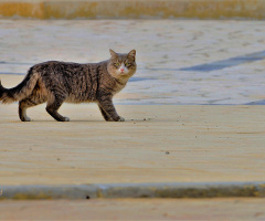 cat walk  :)))