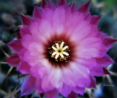 cactus flower