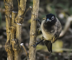 Bayağı Arap bülbülü - White spectacled Bulbul