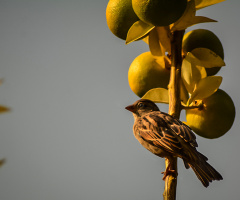 Ağaç serçesi - Eurasian Tree Sparrow