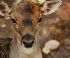 Alageyik - Red Deer