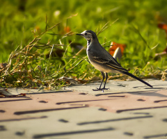 Akkuyruksallayan - White Wagtail 