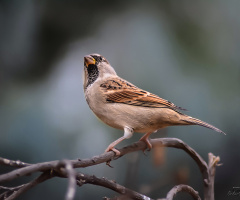 Bayağı serçe - House sparrow 