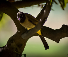 White-spectacled Bulbul 