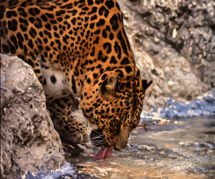 Leopard drinking water