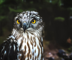 Yılan Kartalı - Short toed snake eagle 