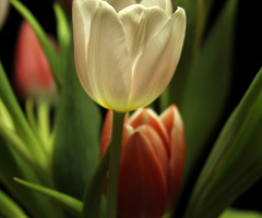 Tulip