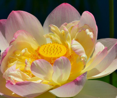 Lotus Flower