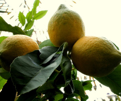 Limon...