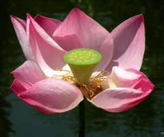 Lotus Flower