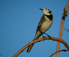 Ak kuyruksallayan - White Wagtail