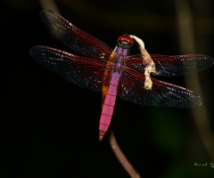 dragon fly