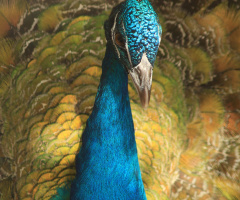 peacock beauty