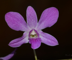 orchid