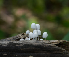 mushrooms