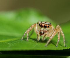 Jumping Spider