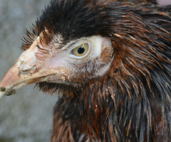 hen - closeup
