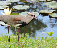 Vanellus chilensis